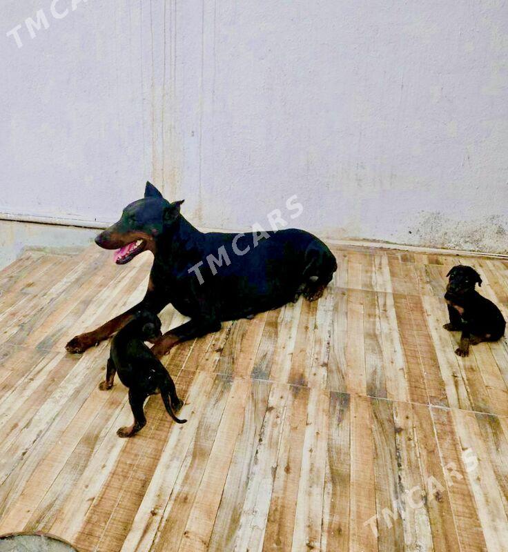 doberman gujjk - Daşoguz - img 2