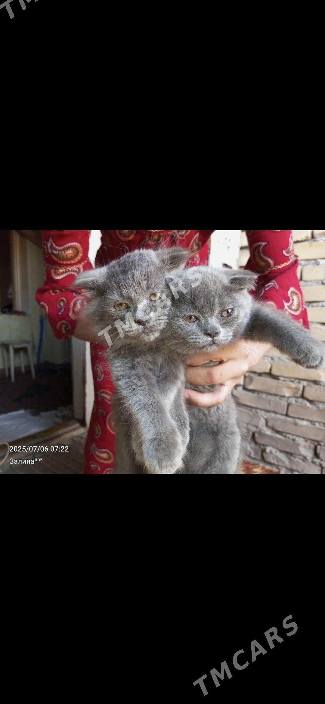 котята - Туркменабат - img 2