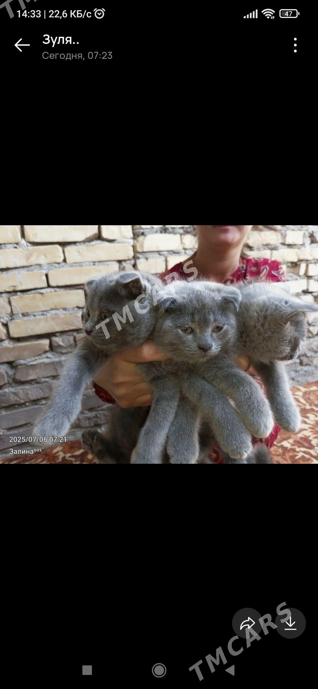котята - Туркменабат - img 3