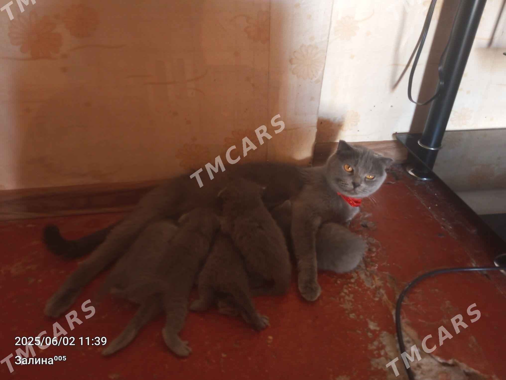 котята - Туркменабат - img 5