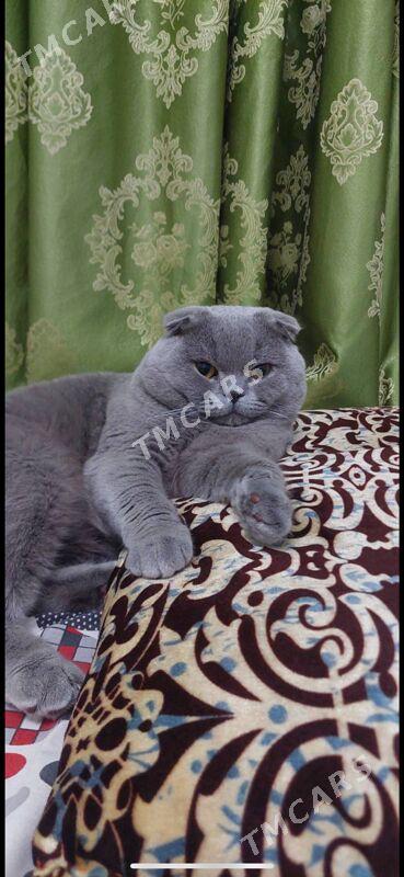 şatlandski pişik - Aşgabat - img 2