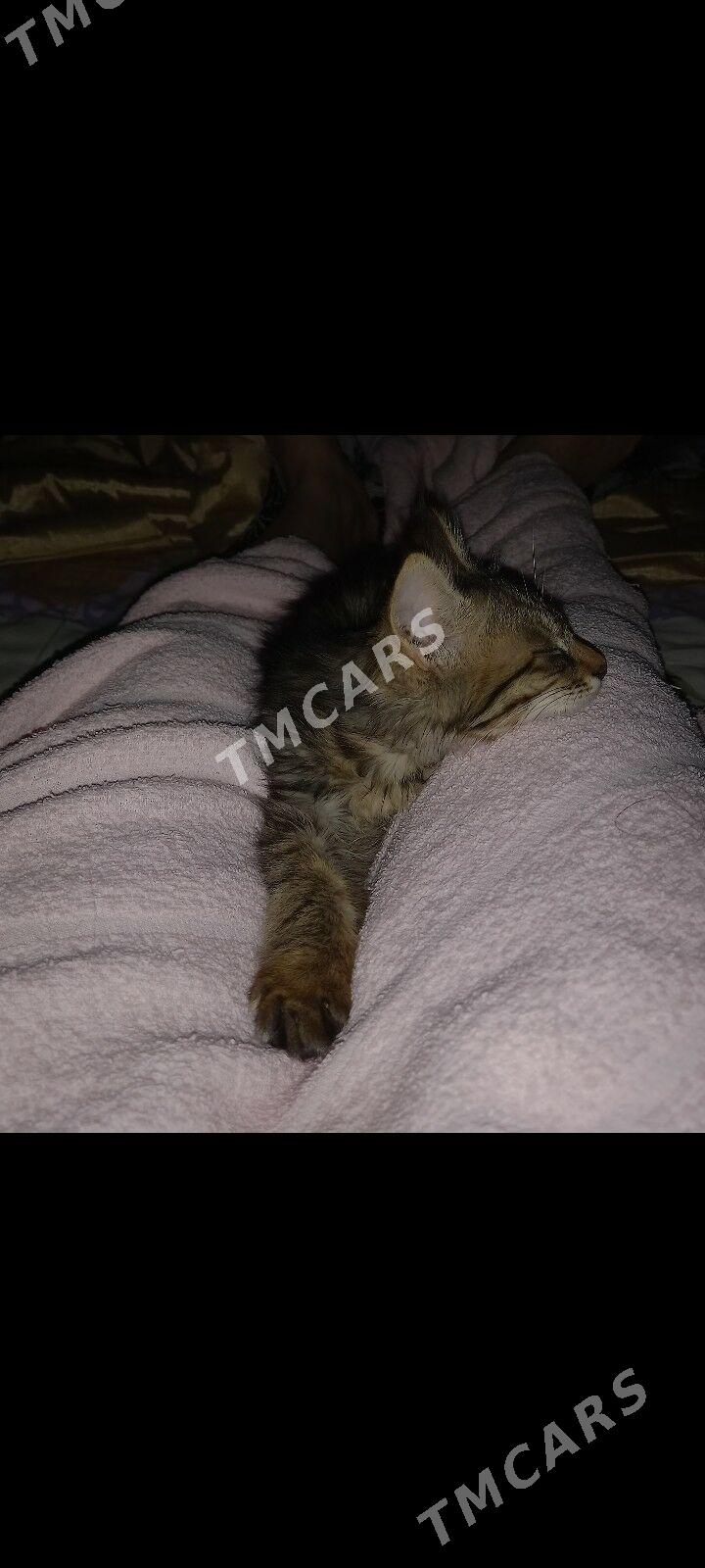 КОТЁНОК - Гаудан "В" - img 6