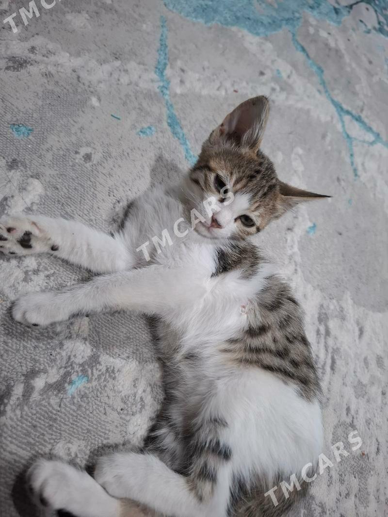 КОТЁНОК ДЕВОЧКА - Мары - img 2