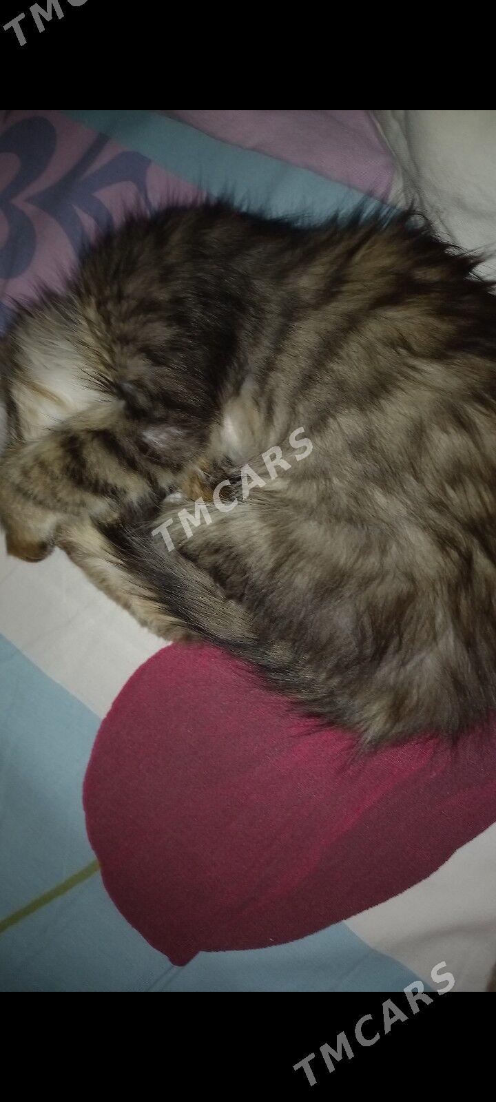 КОТЁНОК - Гаудан "В" - img 4