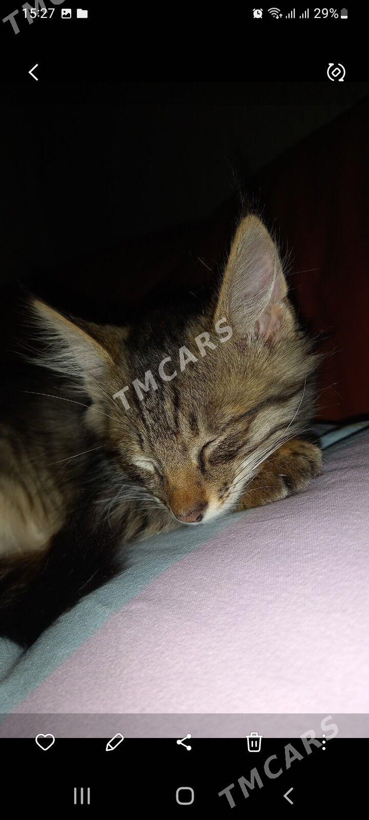 КОТЁНОК - Гаудан "В" - img 3