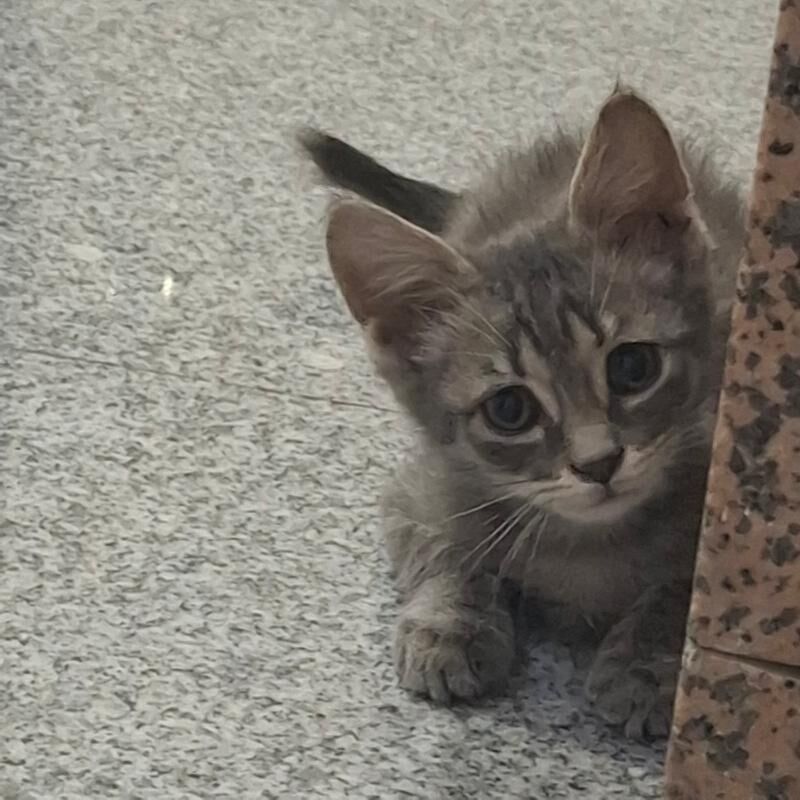 Котёнок♡ - Ашхабад - img 4