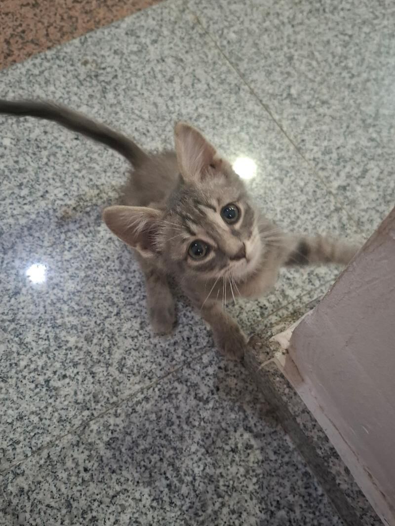 Котёнок♡ - Ашхабад - img 5