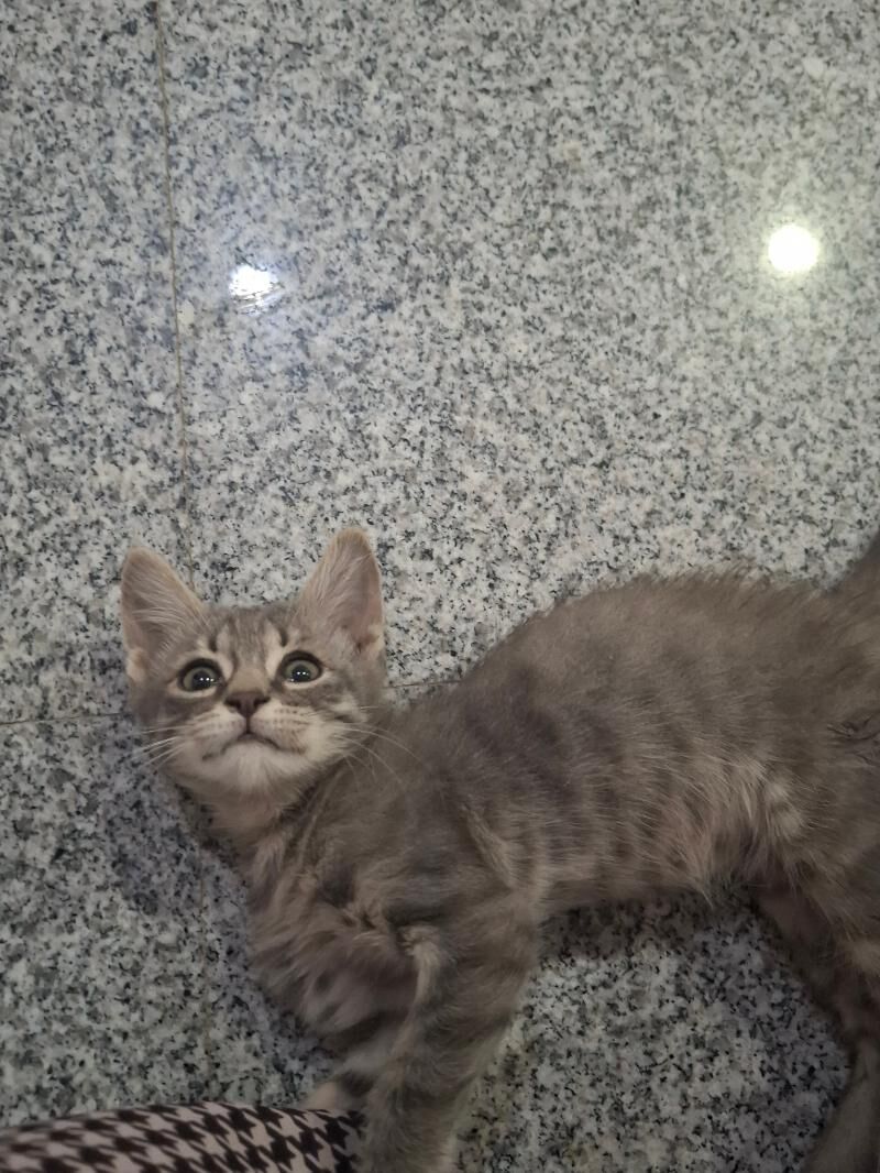 Котёнок♡ - Ашхабад - img 3