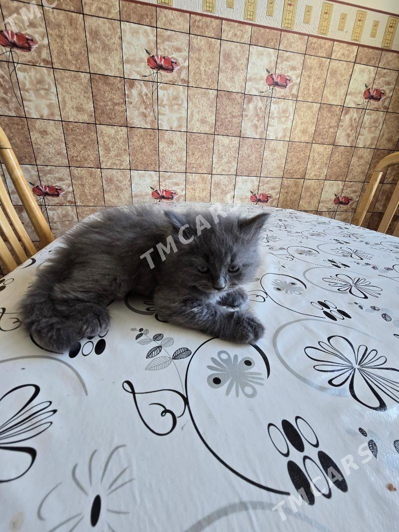 puşysty şatlanskı pışık - Dosaaf - img 2