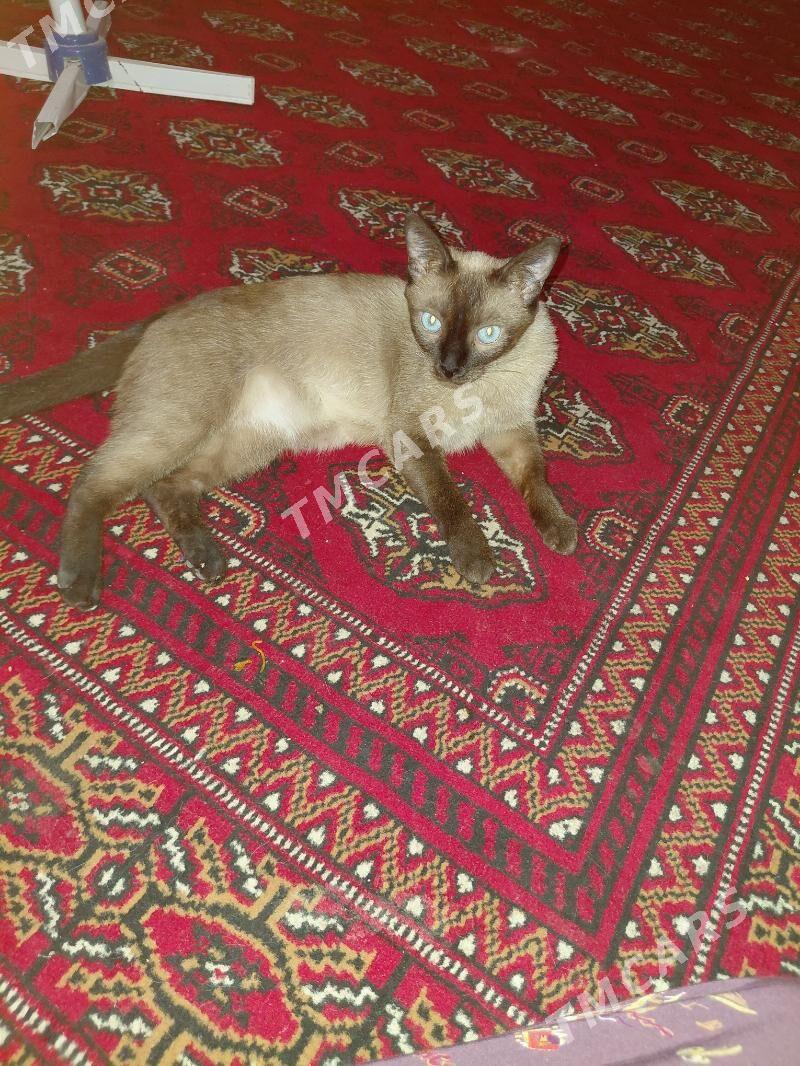 сиямская кошка - Türkmenabat - img 4