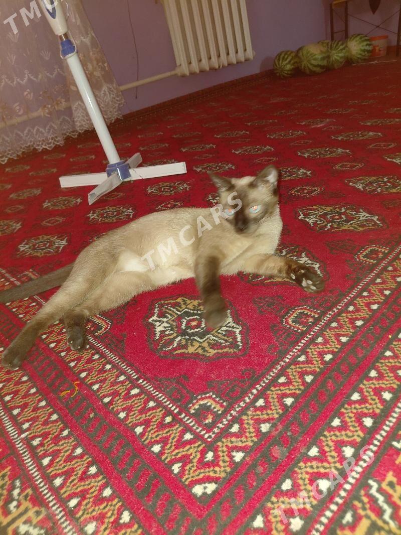 сиямская кошка - Türkmenabat - img 2
