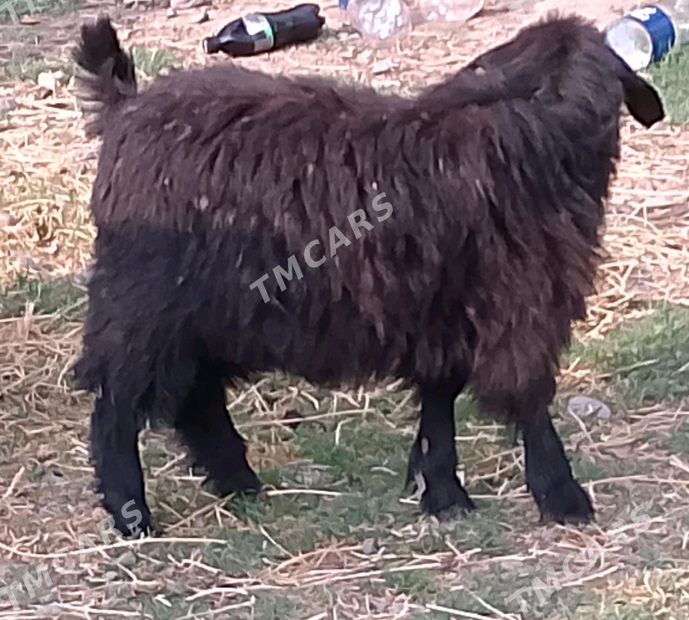 çewiş kelek - Анев - img 2