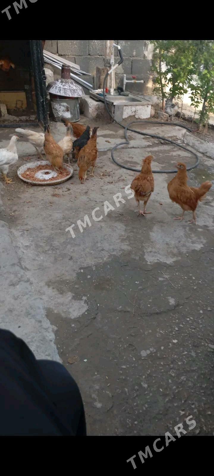 juje - Balkanabat - img 2