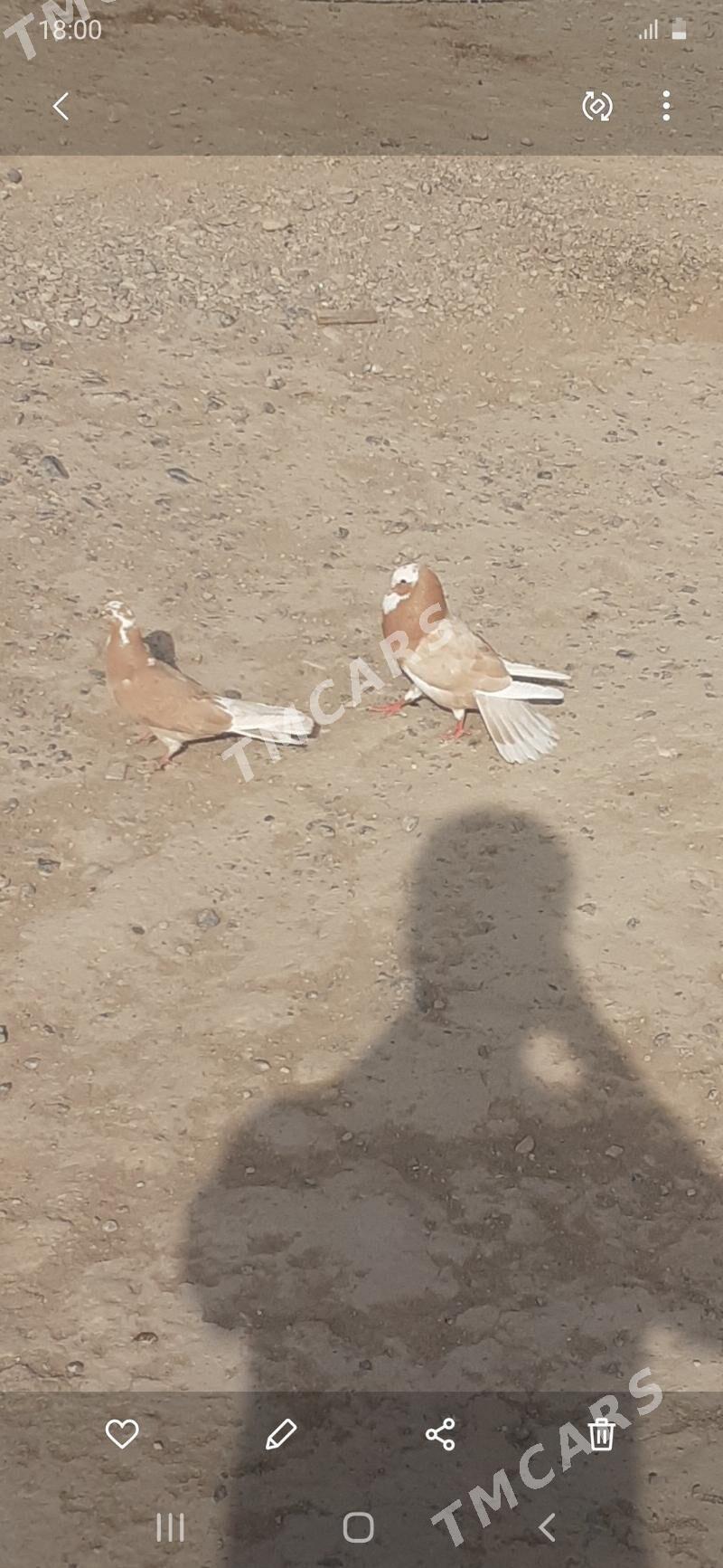 kepderi - Gyzylarbat - img 3