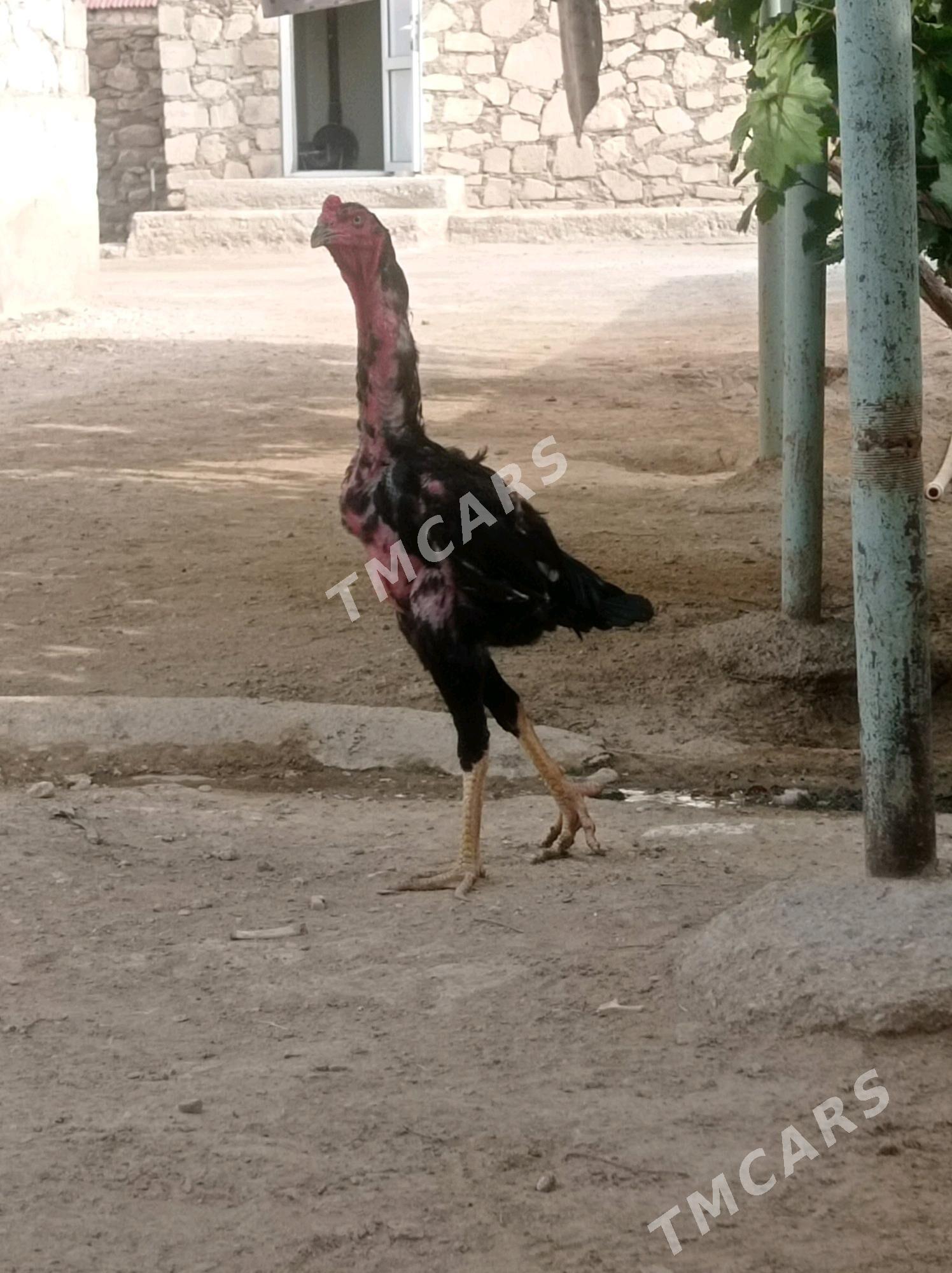 taskent horaz - Jebel - img 3