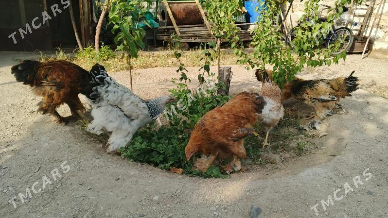 brama - Туркменбаши - img 2