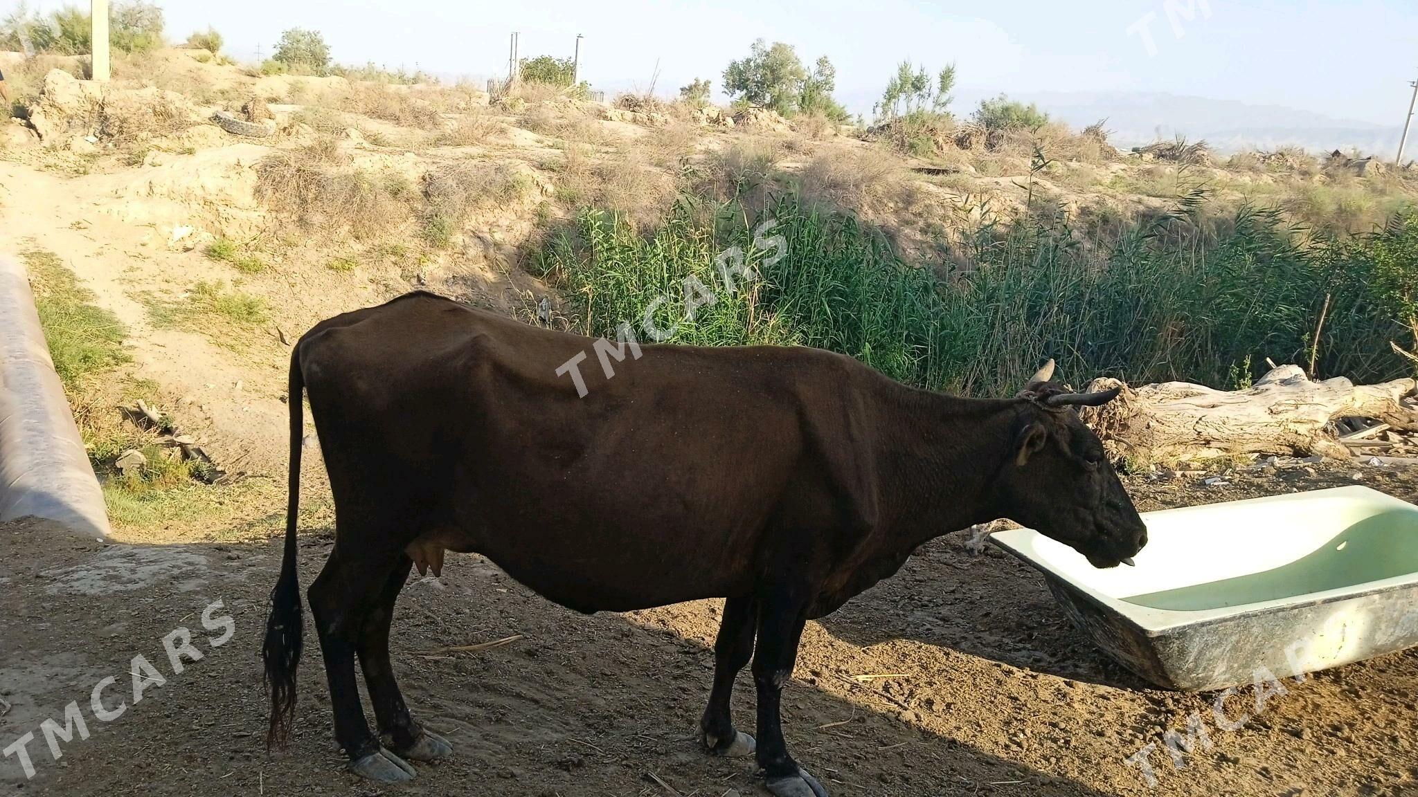 gysyr mal - Çoganly - img 3