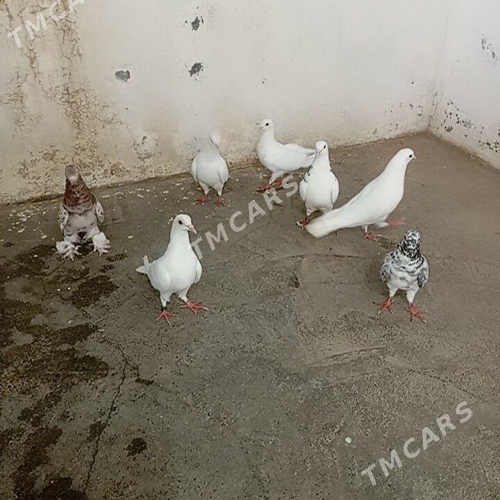 kepderi - Gyzylarbat - img 3