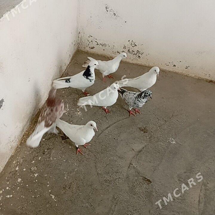 kepderi - Gyzylarbat - img 2