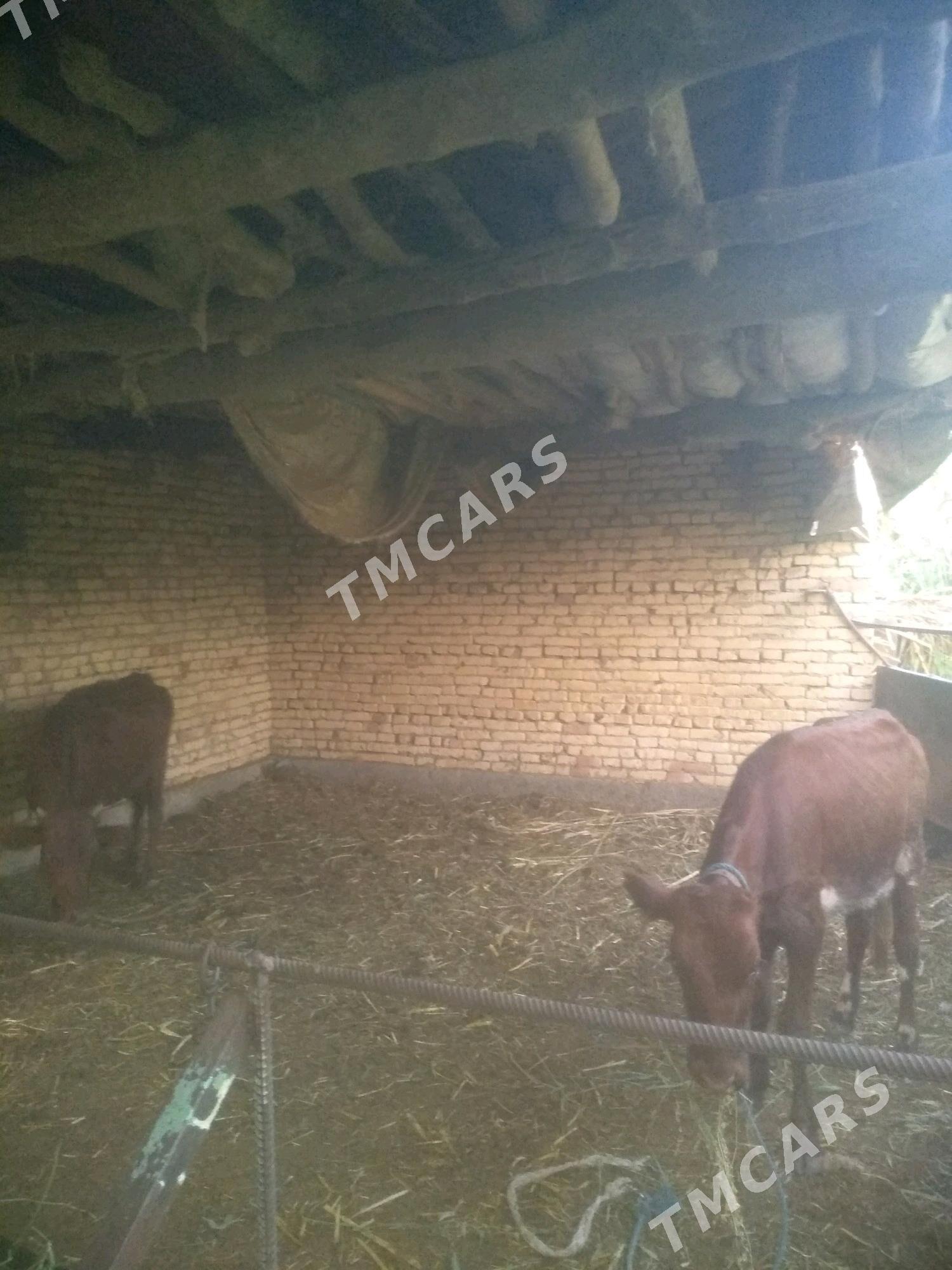 unajynlar - Дянев - img 3