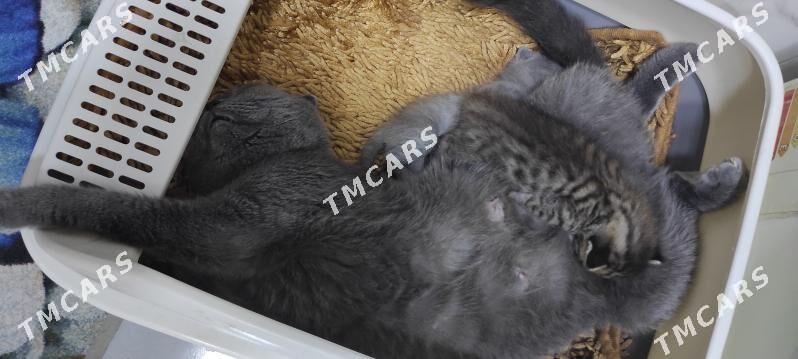 котенок пародистый - Ашхабад - img 3