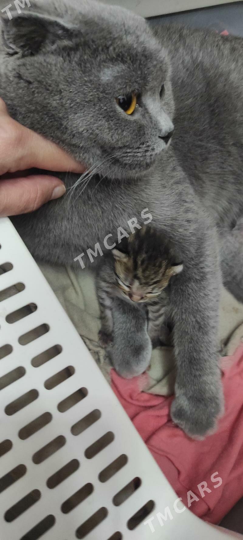котенок пародистый - Ашхабад - img 5