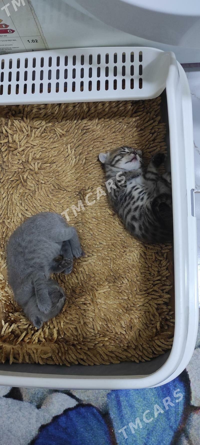 котенок пародистый - Ашхабад - img 4