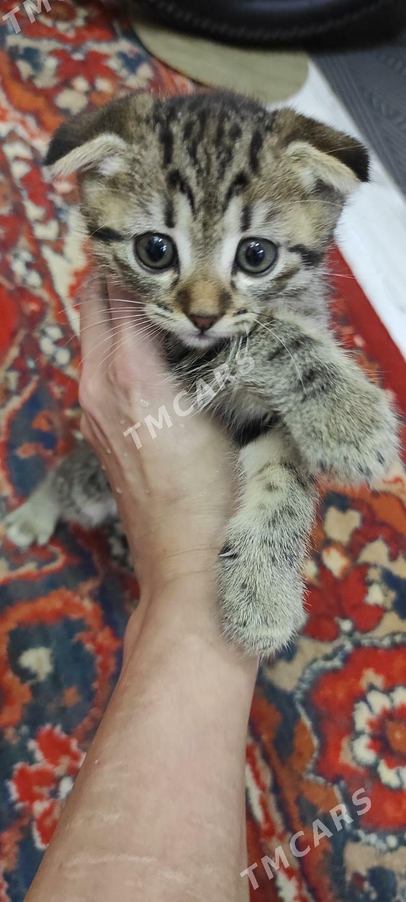 котенок пародистый - Ашхабад - img 2