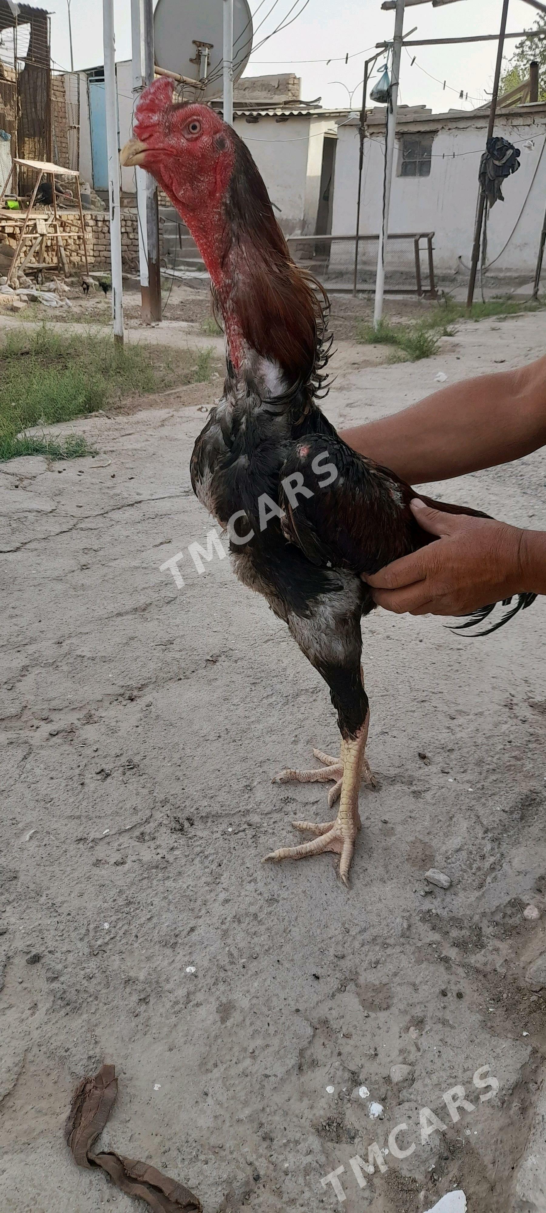 taşkent horaz - Tejen - img 3