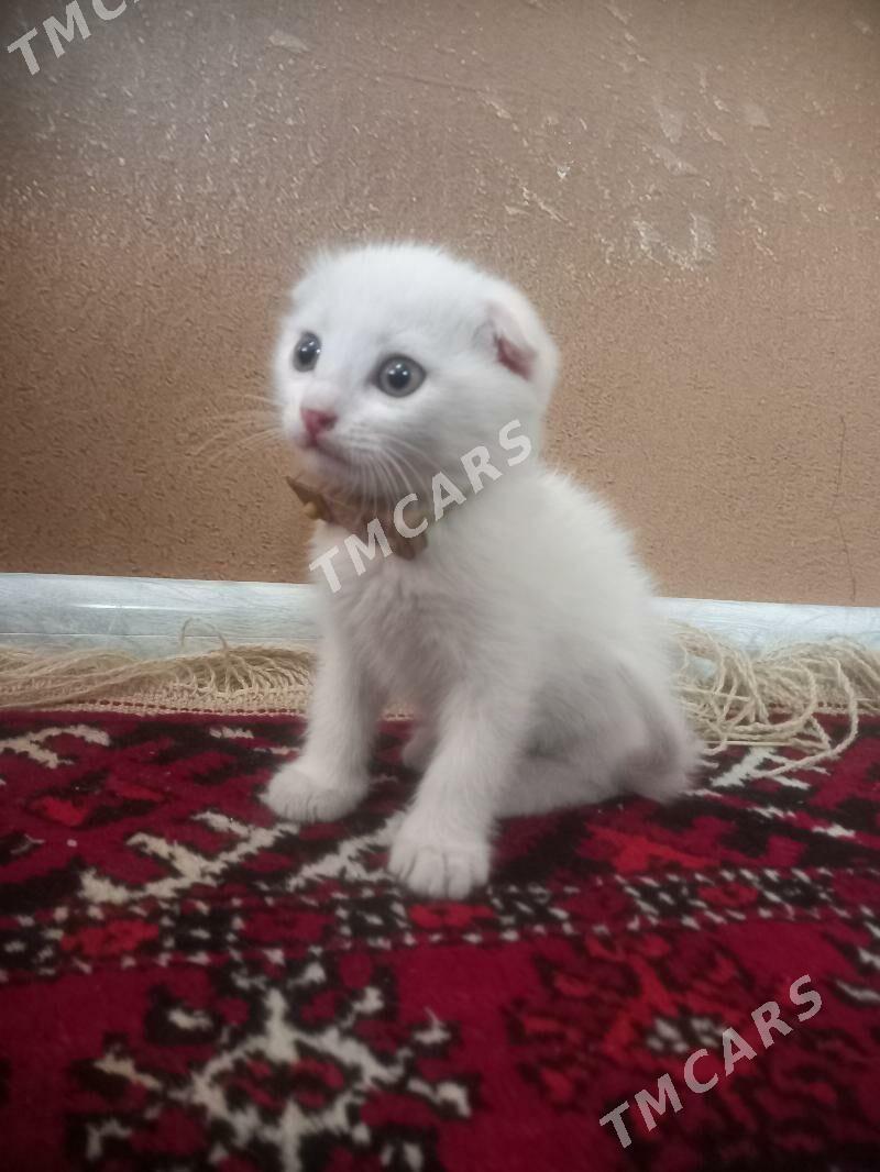Pisik gulagy asak котенок - Туркменбаши - img 2