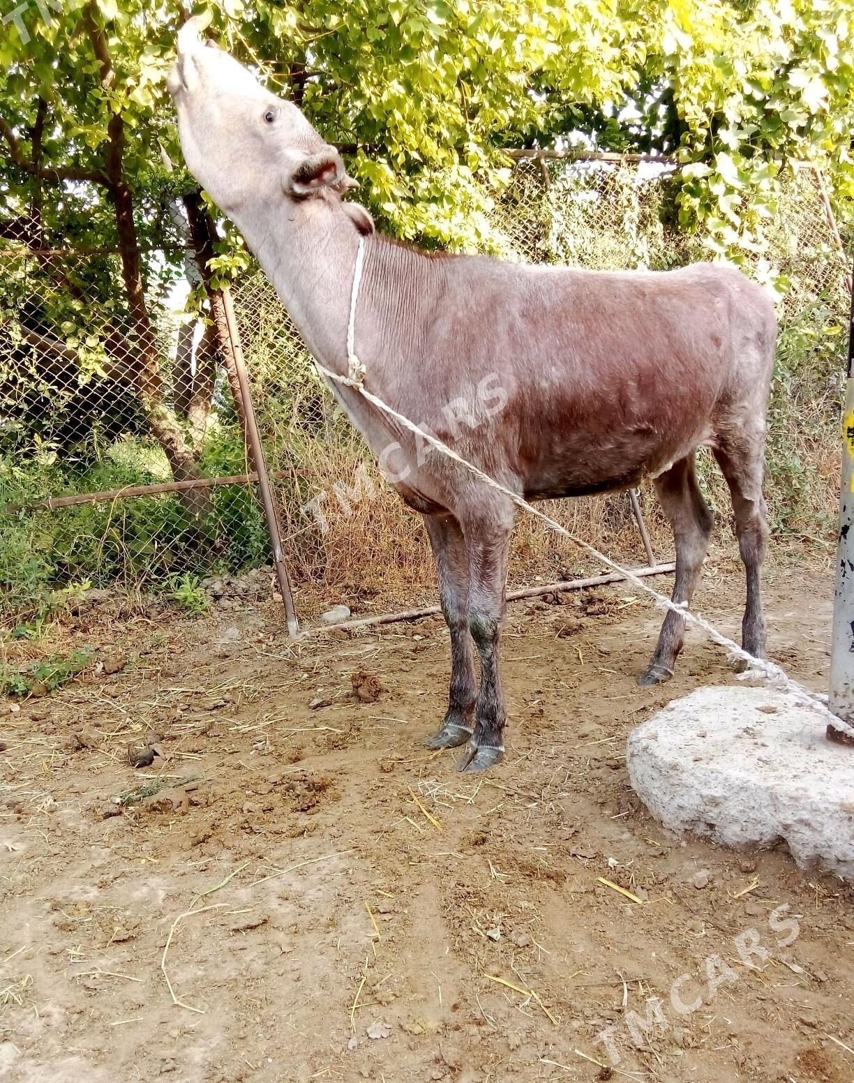 Öküz 11 aý içi  tüwe 1 ýaş içi - Gökdepe - img 8