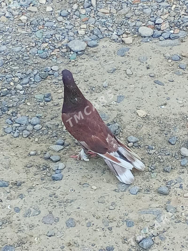 kepderi - Aşgabat - img 6