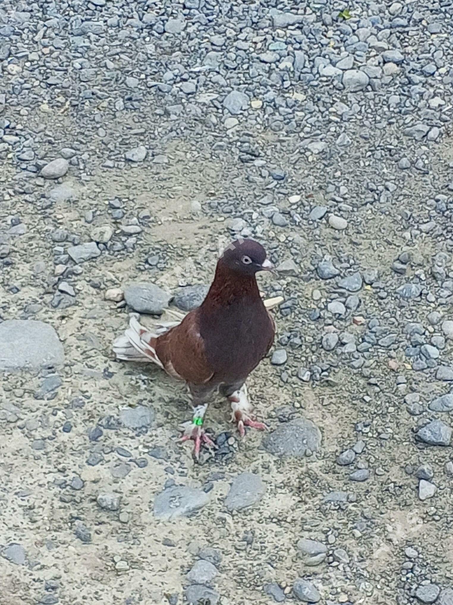 kepderi - Aşgabat - img 10