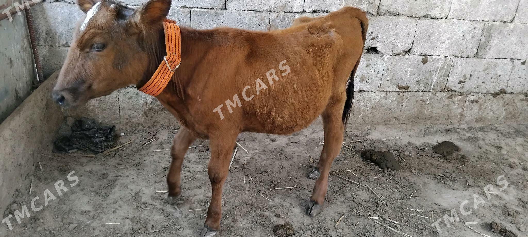 Tuwe golejik - Aşgabat - img 2