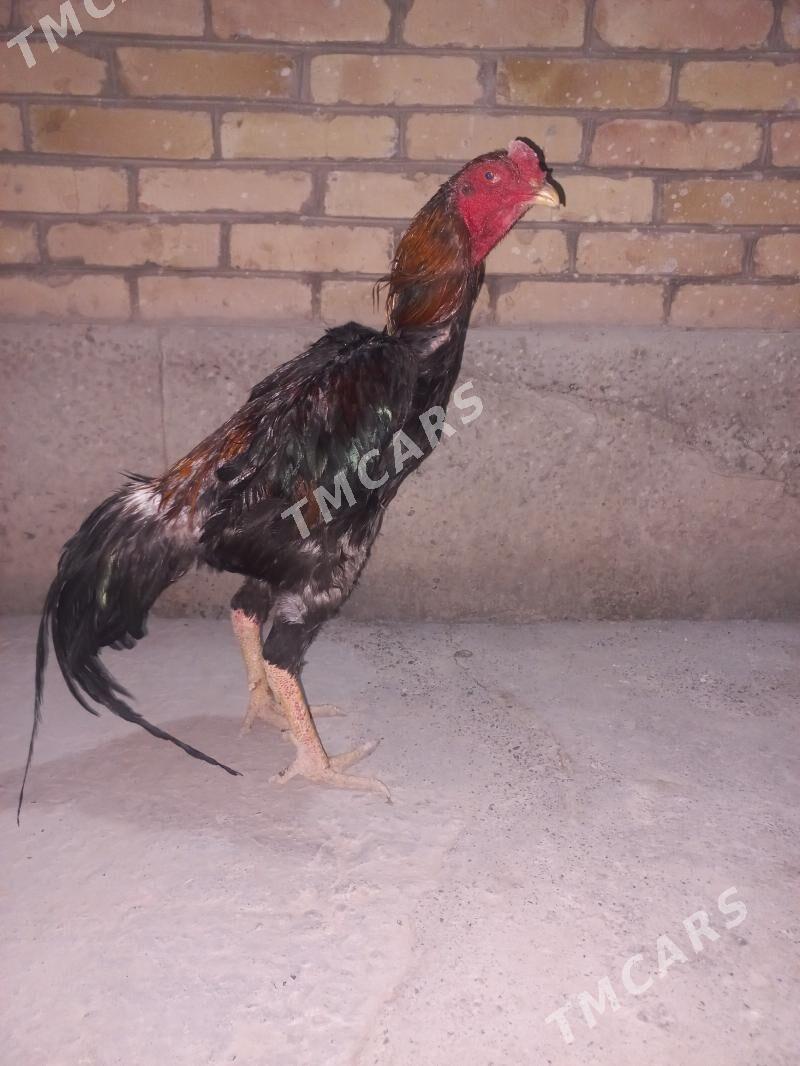 Baby karey - Çärjew - img 2