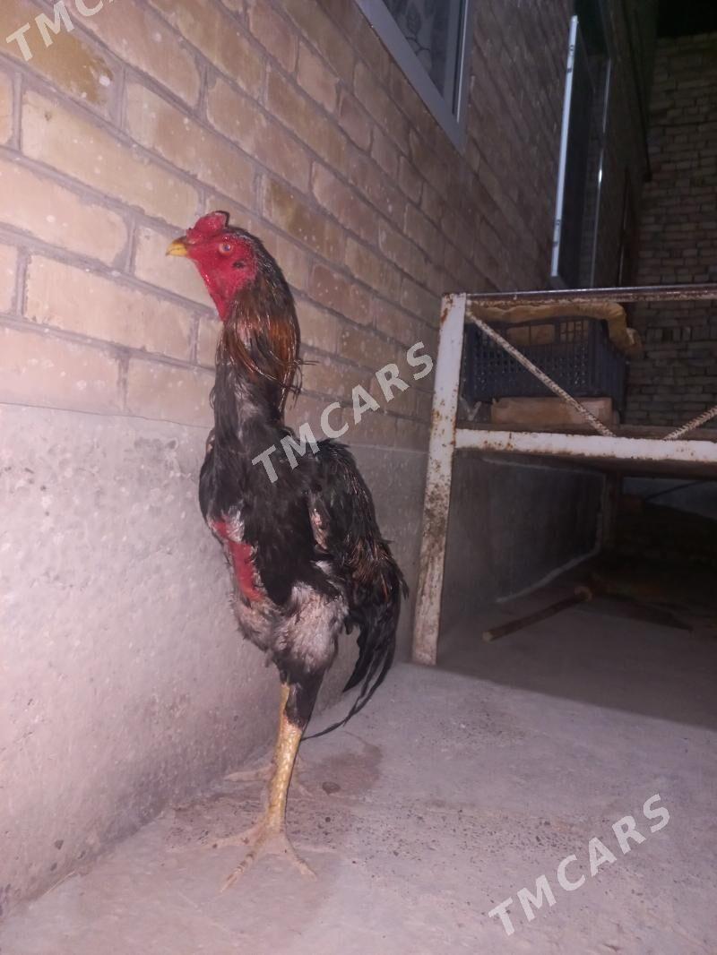 Baby karey - Çärjew - img 3