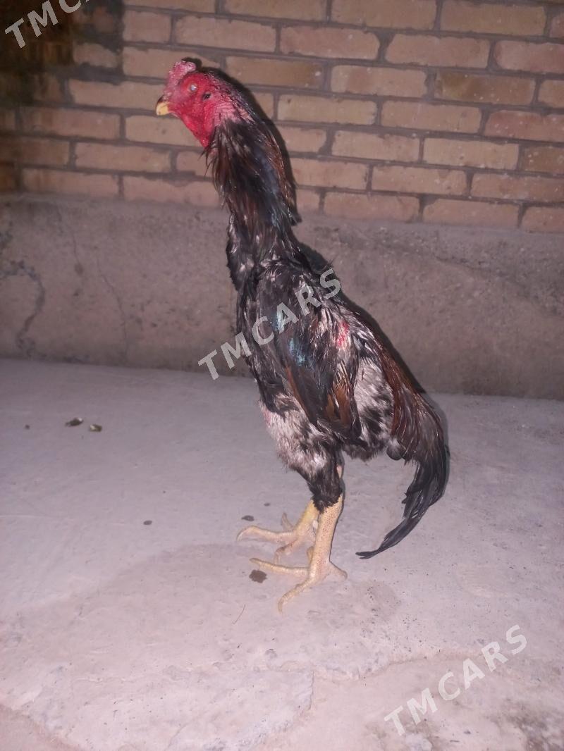 Kazak - Çärjew - img 2