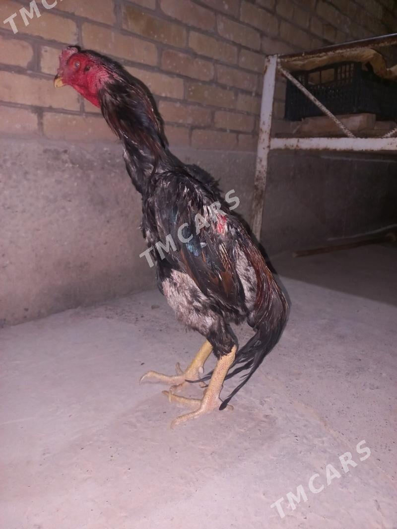 Kazak - Çärjew - img 3