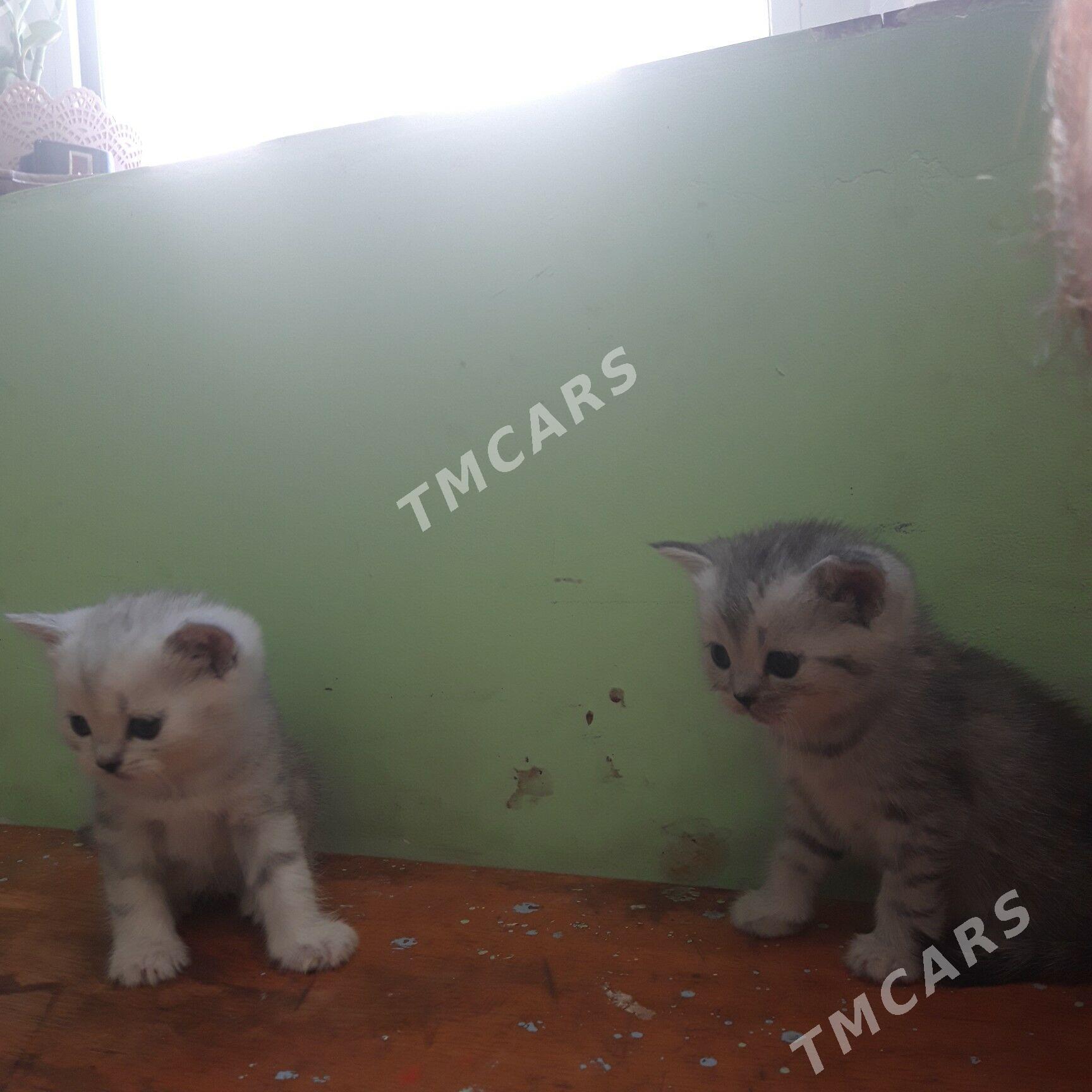 котята - Türkmenabat - img 6