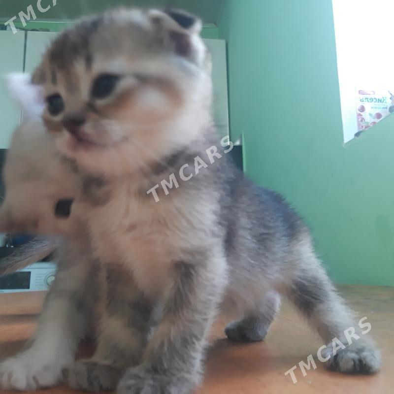 котята - Türkmenabat - img 7