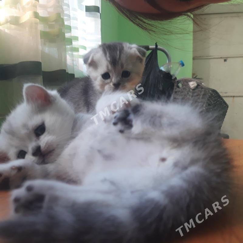 котята - Türkmenabat - img 3