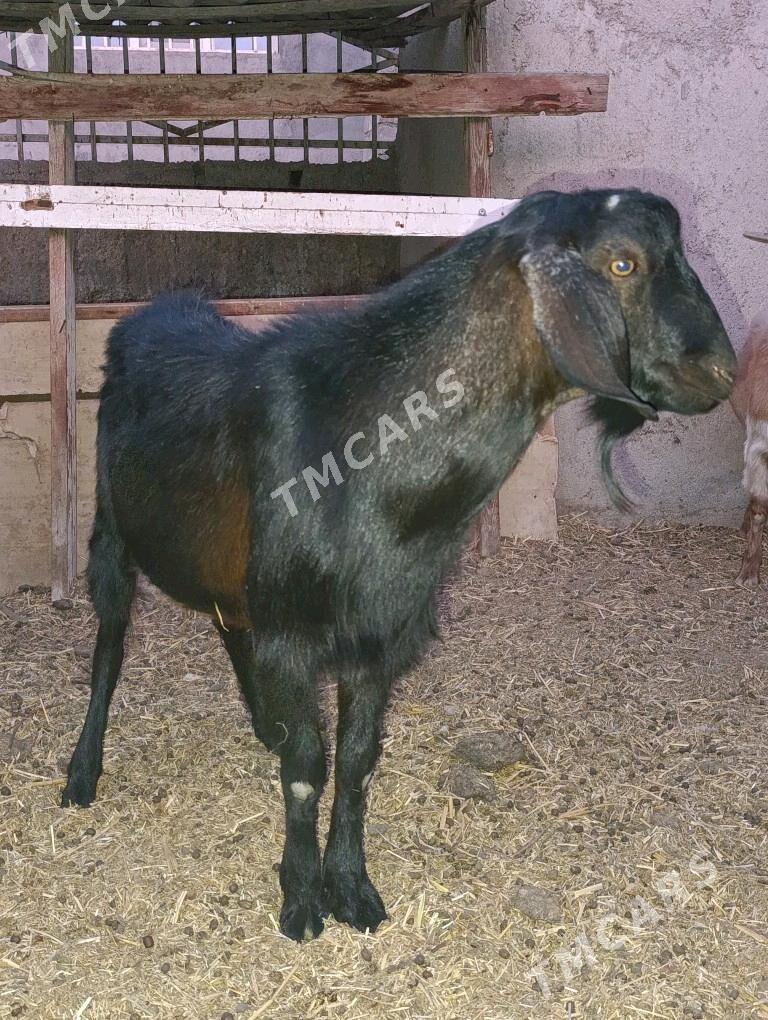 Mitis teke giçiler - Bagyr - img 3