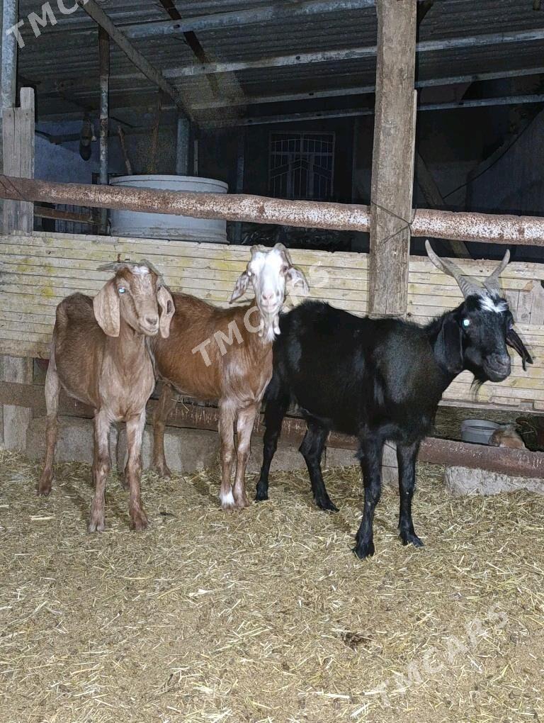 Mitis teke giçiler - Bagyr - img 2