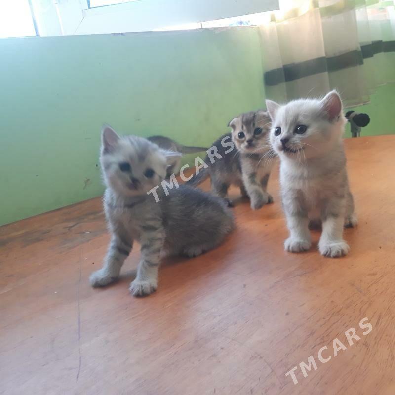 котята - Türkmenabat - img 4