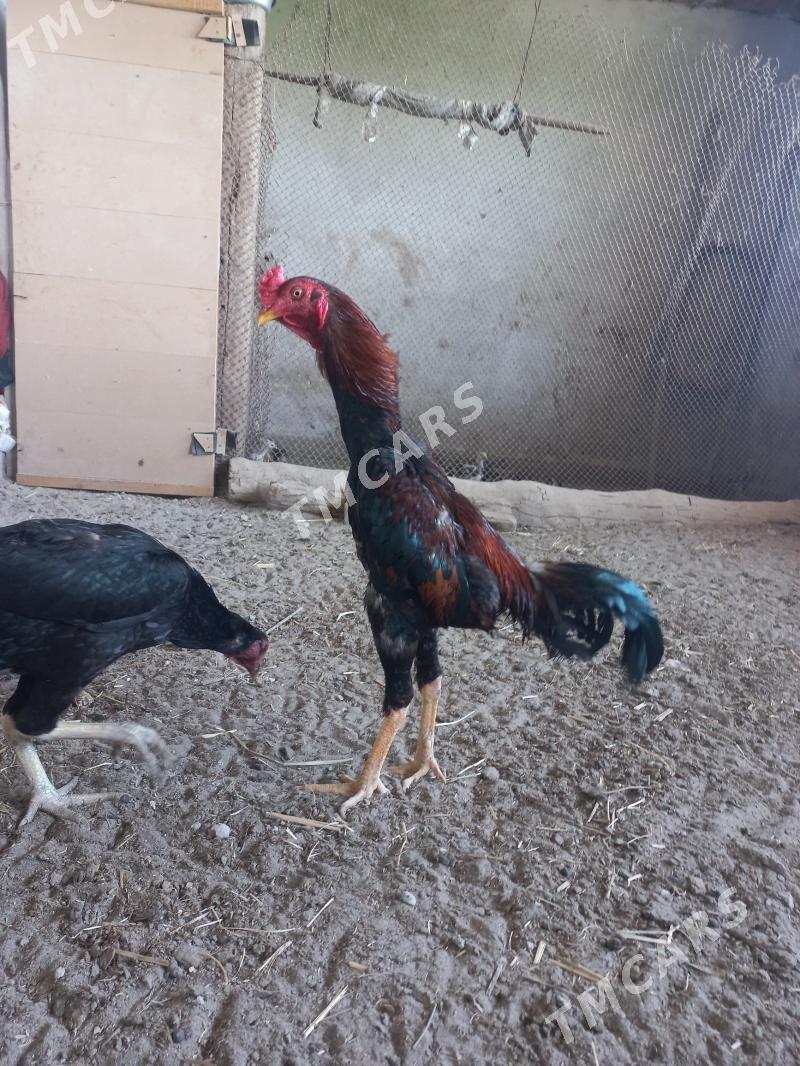 Horaz - Daşoguz - img 2