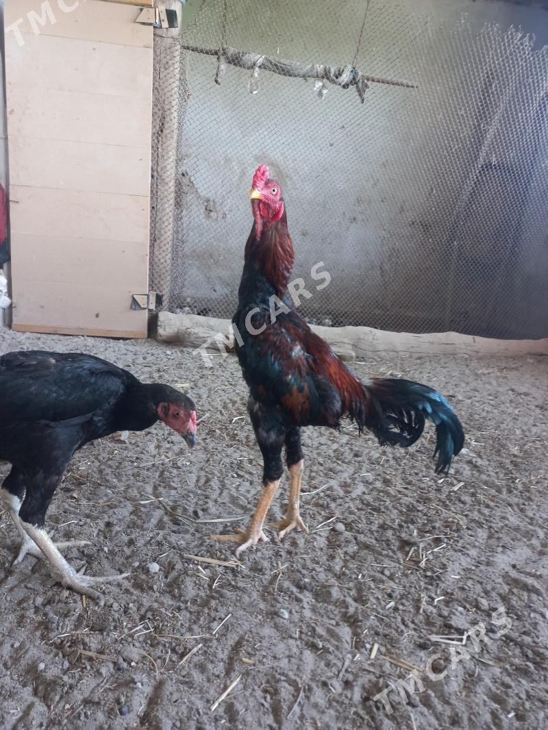 Horaz - Daşoguz - img 3