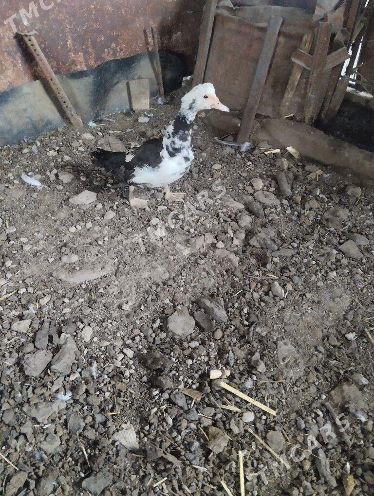 indautga ördek maki - Gypjak - img 2