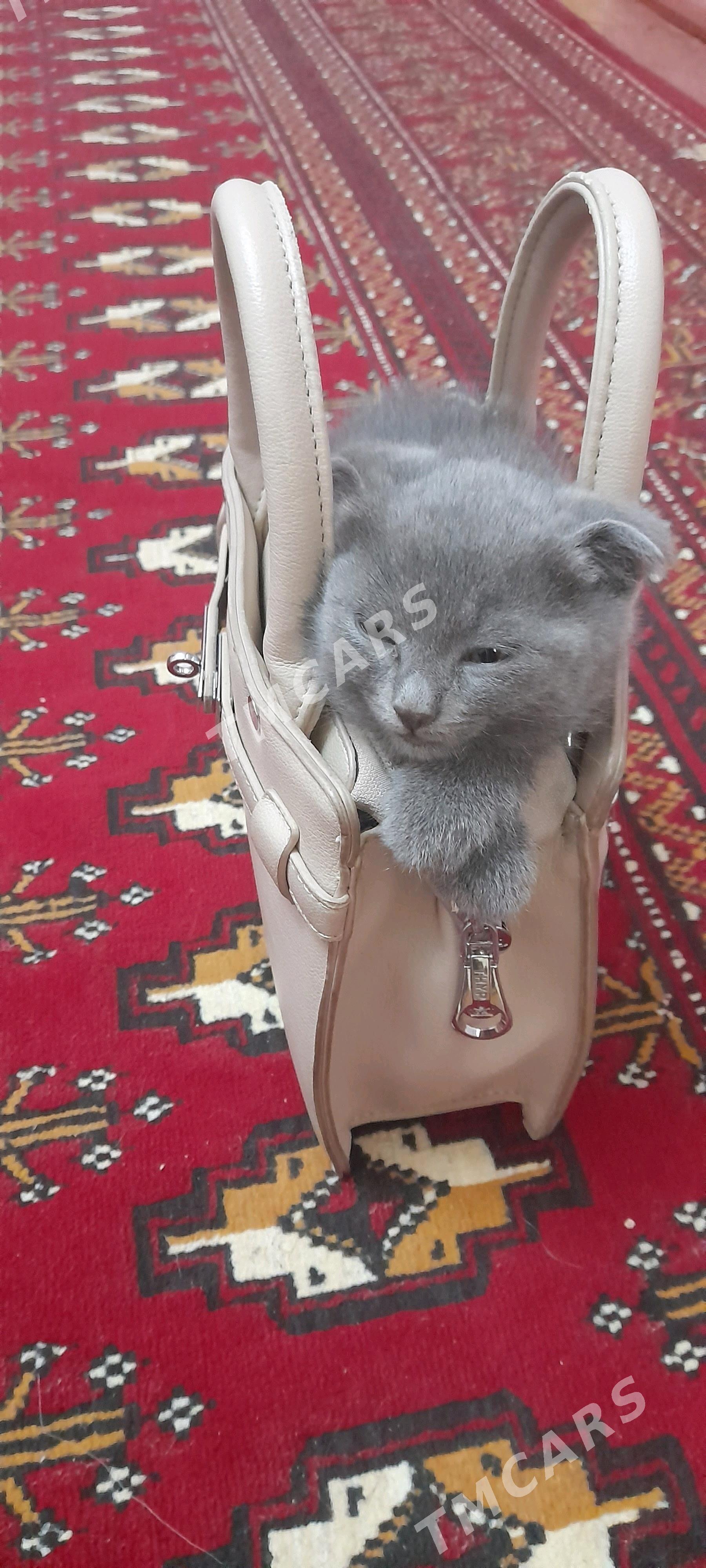 шотланд пишиклер - Türkmenbaşy etr. - img 2