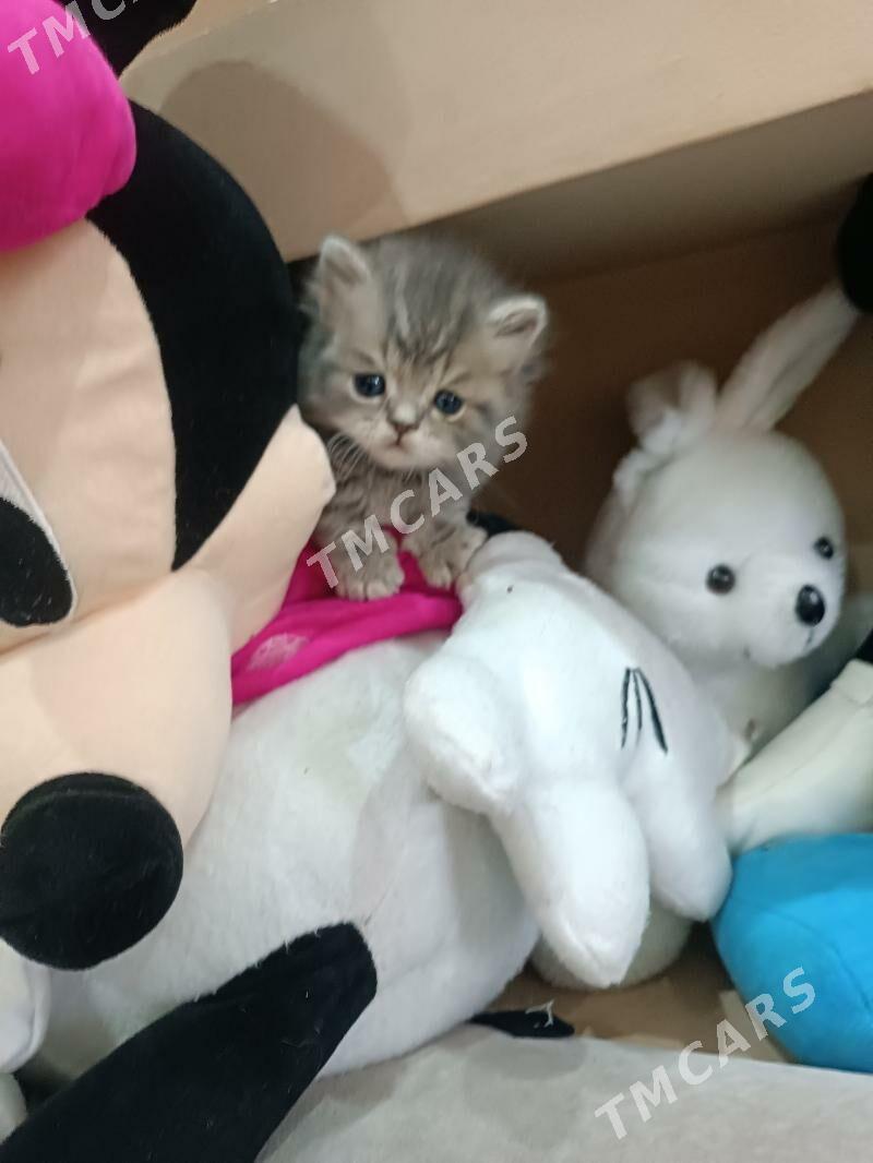 котенок британец - Ашхабад - img 1