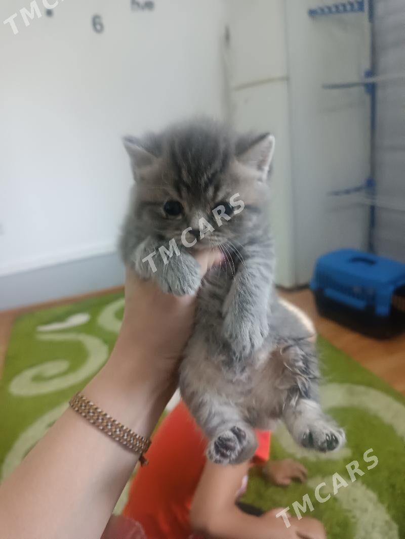 котенок британец - Ашхабад - img 4